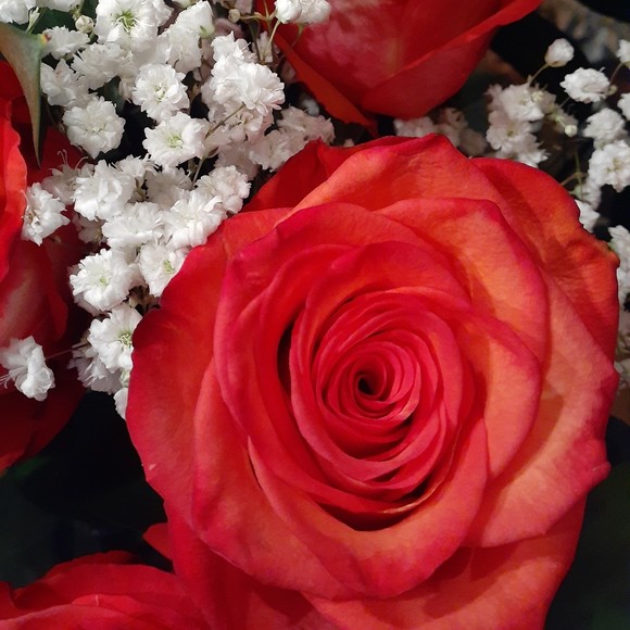 Meet your Posher, Des - Picture 1 of 1